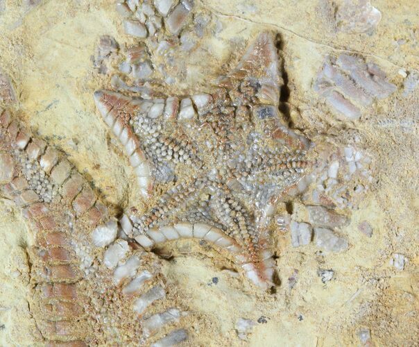 Plate Of Rare Cretaceous Starfish (Betelgeusia & Marocaster) - Morocco #48325
